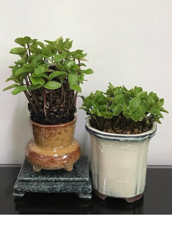 سبزه عید را خودتان سبز کنید !